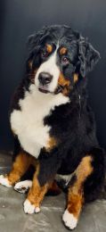 UN BOUVIER BERNOIS EN BAIN